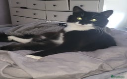 British Longhair cats for sale: Semi long haired tuxedo  - Image 2