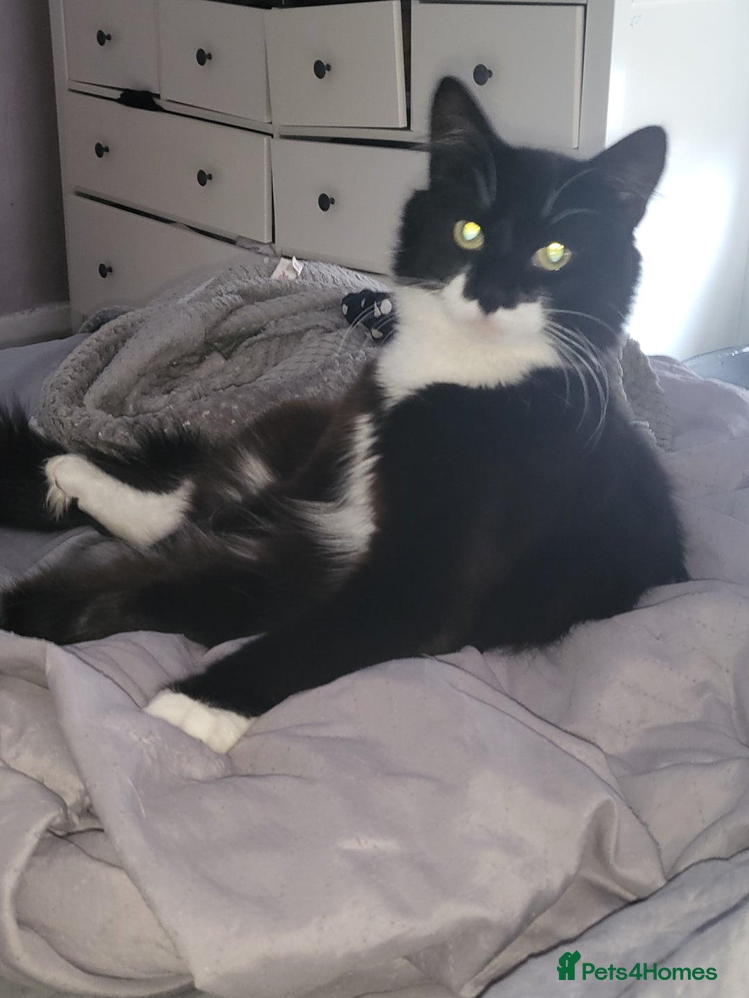 British Longhair cats for sale: Semi long haired tuxedo  - Image 2