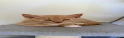 Mixed Breed cats for sale: Maine coon x Scottish fold - Advert 26