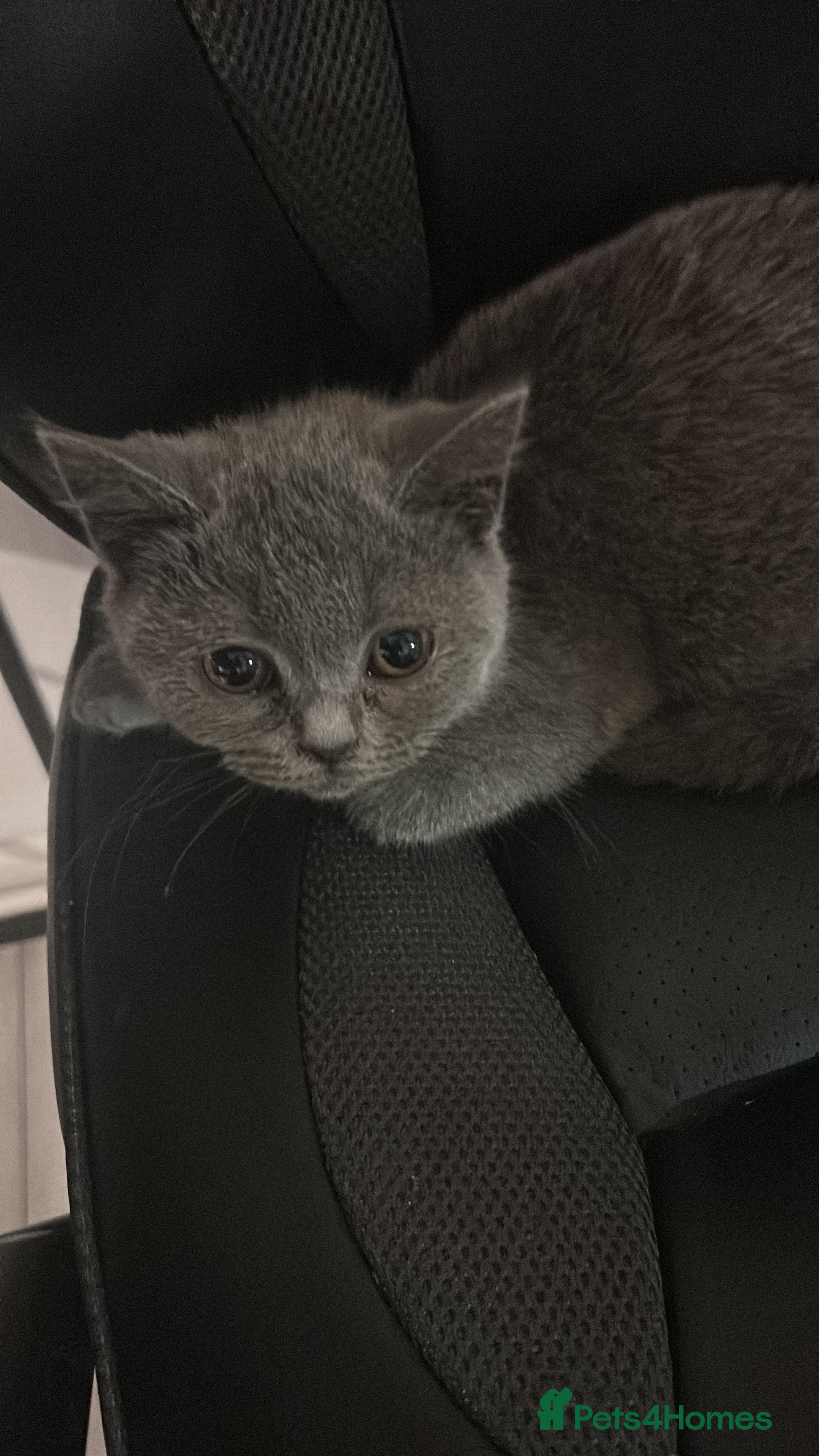 British Shorthair cats British Shorthair Kitten  - Advert 1