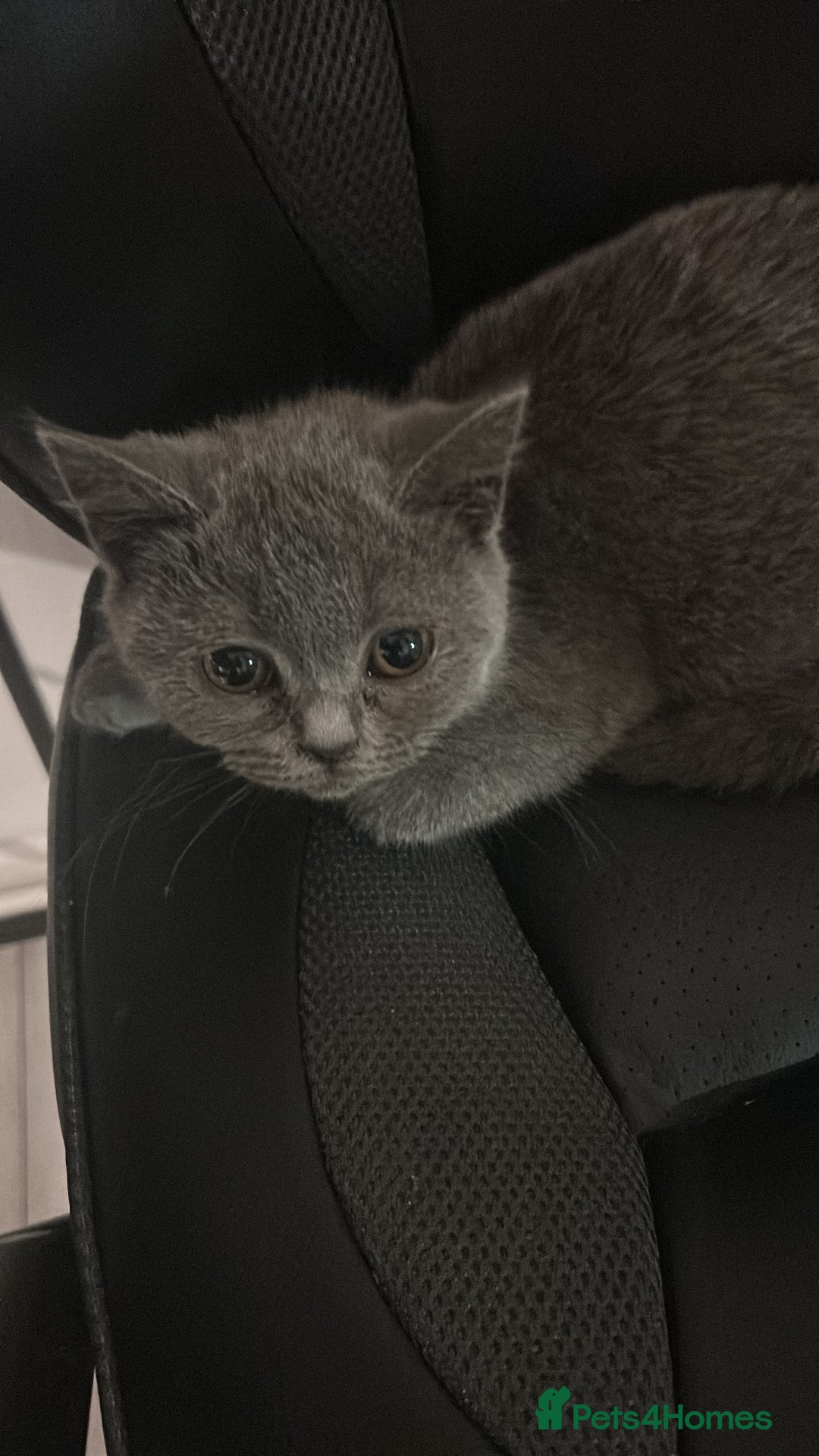 British Shorthair cats for sale: British Shorthair Kitten  - Advert 1