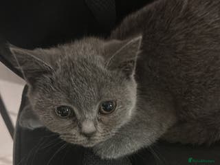 British Shorthair cats British Shorthair Kitten - Advert 1