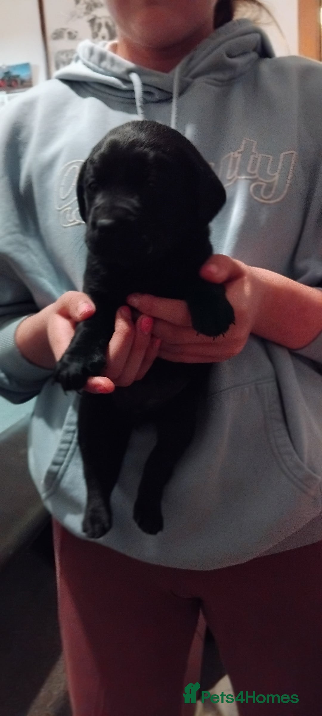 Labrador Retriever dogs for sale: Gorgeous KC registered Labrador puppies  - Advert 5