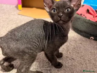 Sphynx cats 2 beautiful Sphynx boys left 🐾🤎🖤 - Advert 4