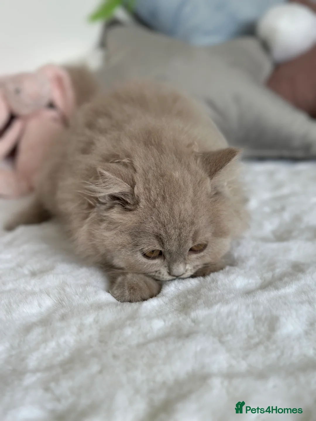 British Longhair cats for sale: Ready 🐻British Longhair chunky kittens💎🧸 - Advert 15