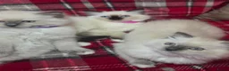 Persian cats for sale: 4 Persian x Ragdoll kittens in Glasgow - Advert 7