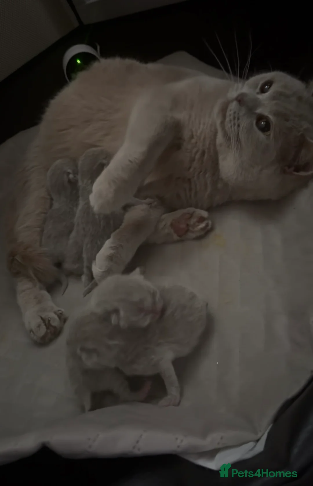 British Shorthair cats for sale: Stunning Chunky Lilac GIRL  - Advert 2