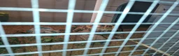 Tortoise reptiles for sale: Tortoise in need of new home. in Todmorden - Advert 4