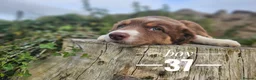 Border Collie dogs for sale: Stunning Border Collie pups from working home - Advert 7