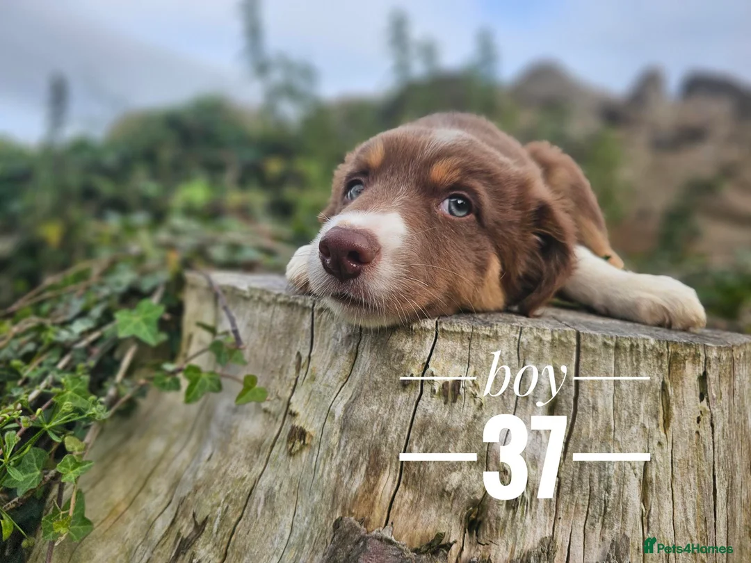 Border Collie dogs for sale: Stunning Border Collie pups from working home - Advert 7