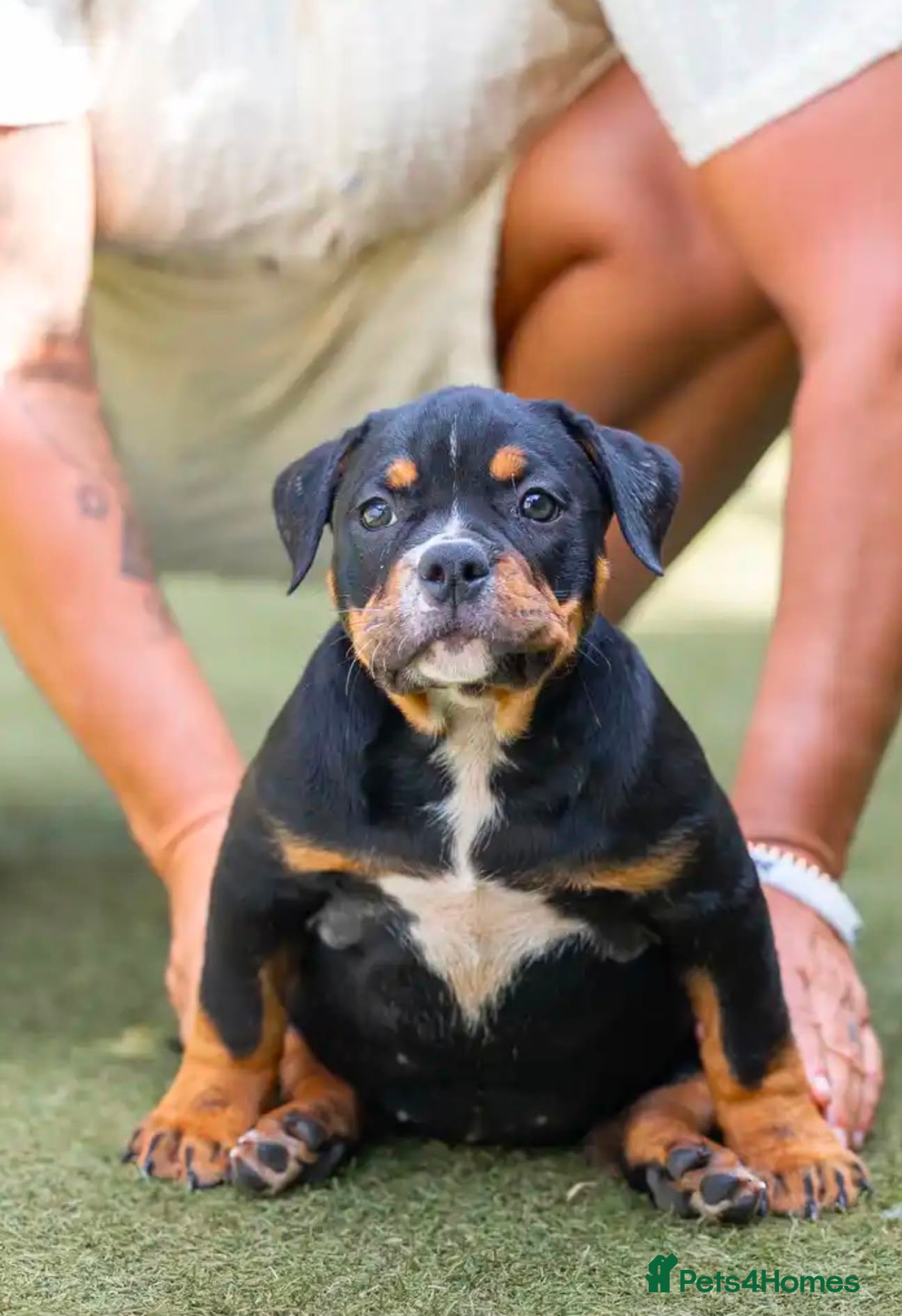 American Bully dogs Abkc American pockets - Advert 9