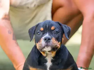American Bully dogs Abkc American pockets - Advert 5