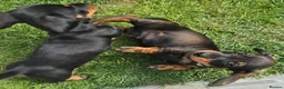 Miniature Dachshund dogs for sale: £1250 **Ready now** Mini dachshund puppies - Advert 4