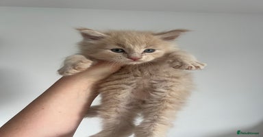 Maine Coon cats - Advert 16