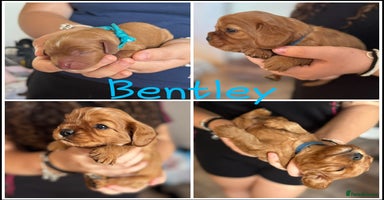 Cavalier King Charles Spaniel dogs - Advert 12