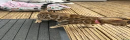 Bengal cats for sale: Bengal kitten in Warrington - Advert 6