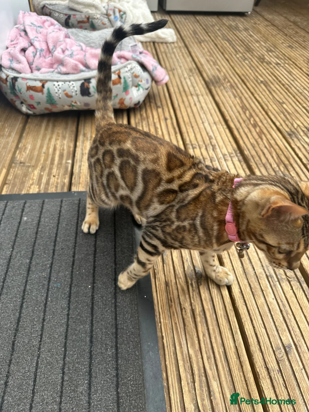 Bengal cats for sale: Bengal kitten in Warrington - Advert 6