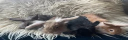 Lionhead rabbits for sale: Baby mini lop lion head rabbits  in Norwich - Advert 2