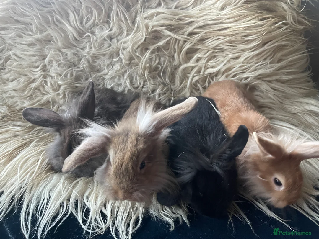 Lionhead rabbits for sale: Baby mini lop lion head rabbits  in Norwich - Advert 2
