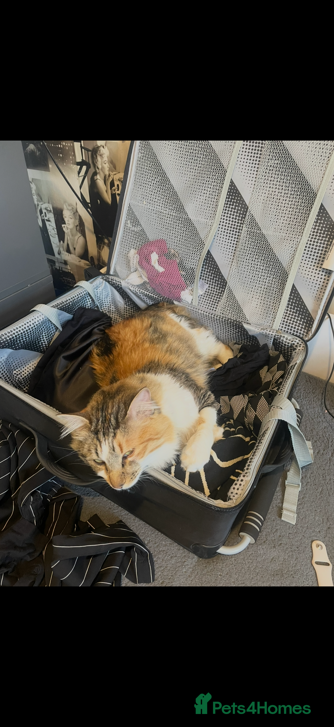 Mixed Breed cats for sale: Boy cat up for adoption - Advert 5