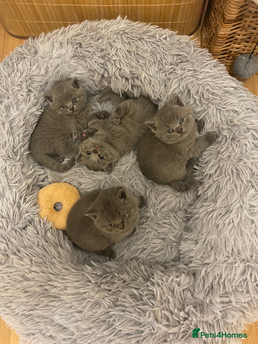 British Shorthair cats for sale: British Shorthair kittens to reserve  - Advert 2