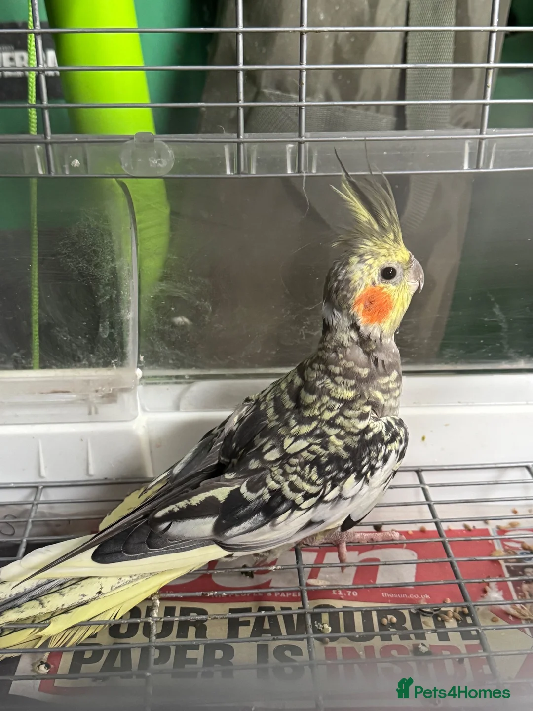 Cockatiels birds for sale: Baby cockatiel 8 weeks old  - Advert 4