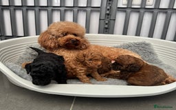 Toy Poodle dogs for sale: Kc reg toy poodle puppies - Image 13