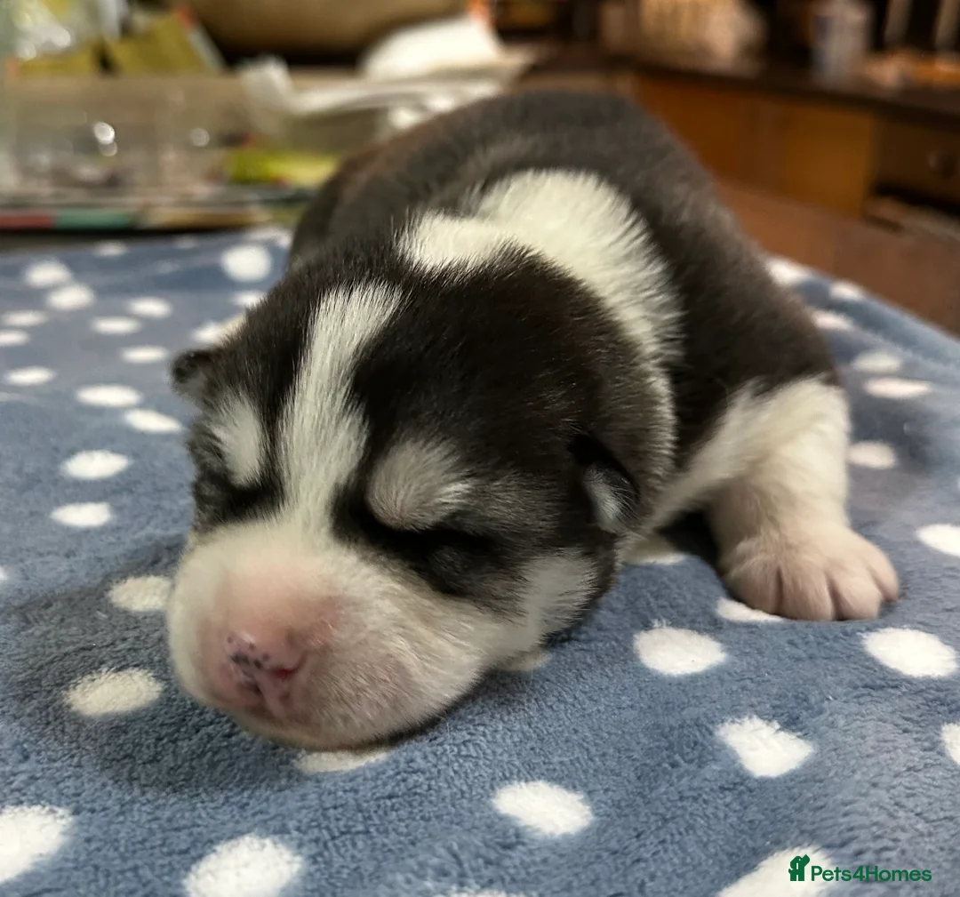 Siberian Husky dogs for sale: 4 Beautiful Siberian Husky Puppies - Advert 13