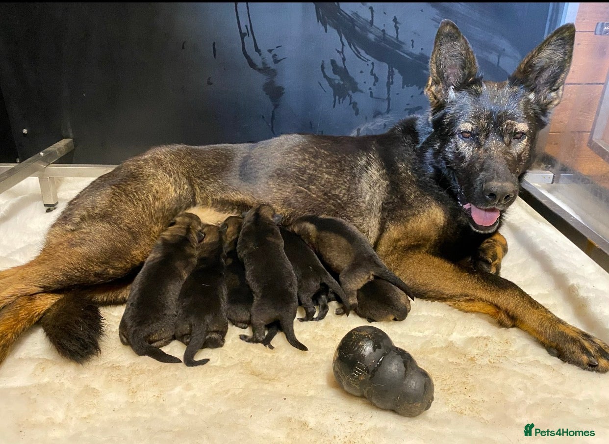 German Shepherd dogs for sale: 🐶Royal Kennel Club Straight Back GSD puppies🐶 in Virginia Water - Advert 6