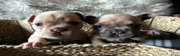 French Bulldog dogs for sale: Beautiful French Bulldog Puppies in Colchester - Advert 3