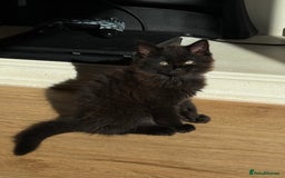 Maine Coon cats for sale: 13week-old fluffy black kitten/part Maine Coon - Image 2