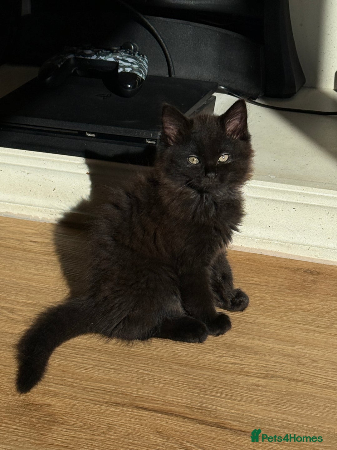 Maine Coon cats for sale: 13week-old fluffy black kitten/part Maine Coon - Image 2