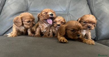 Cavalier King Charles Spaniel dogs - Advert 8