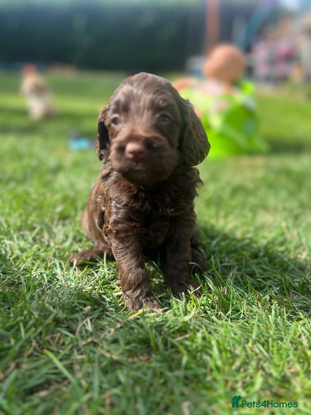 Cockapoo dogs for sale: Stunning F2 miniature cockapoo puppies  - Image 19