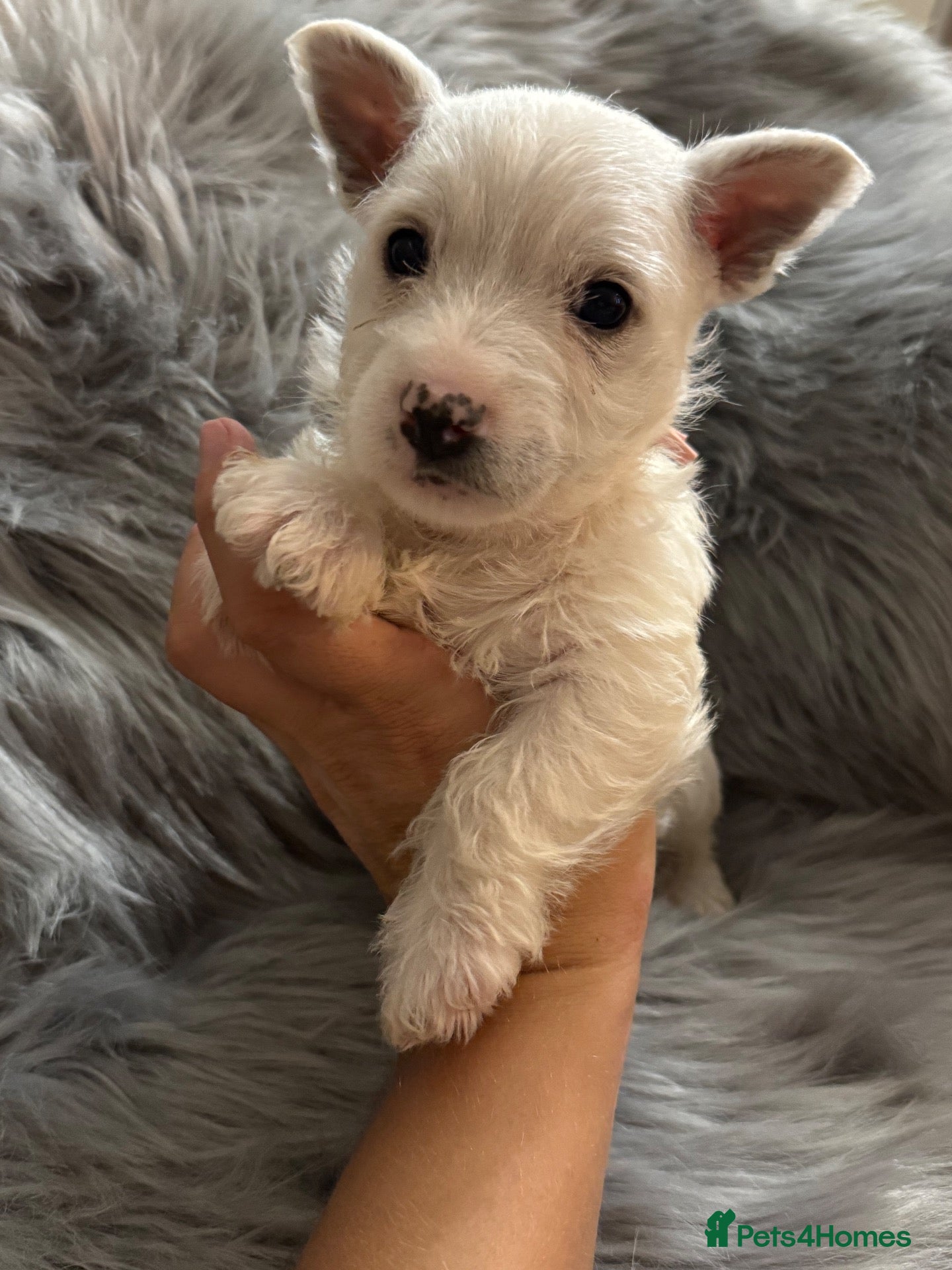West Highland Terrier dogs West highland terriers 1 GIRL 1 BOY left! - Advert 3