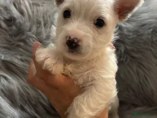 West Highland Terrier dogs West highland terriers 1 GIRL 1 BOY left! - Advert 3
