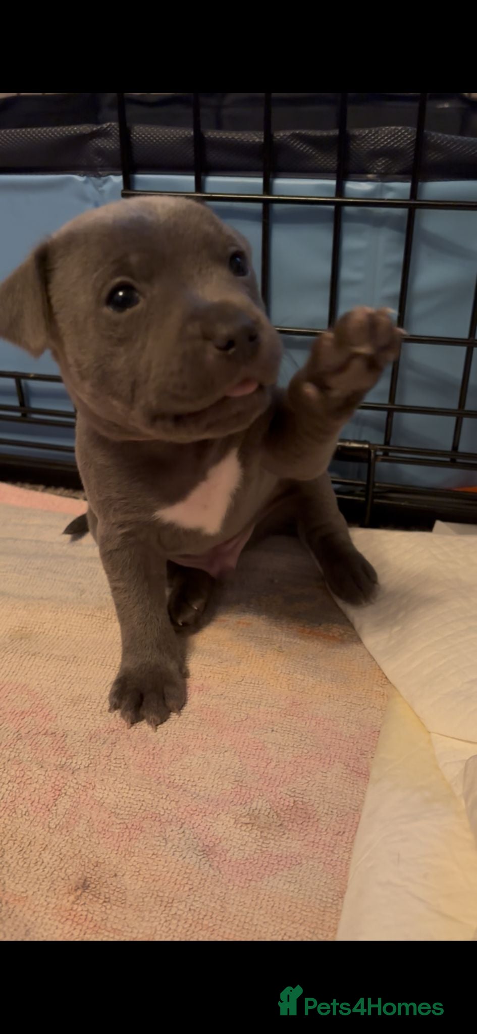 Staffordshire Bull Terrier dogs Staffordshire Bull Terrier puppies  - Advert 2