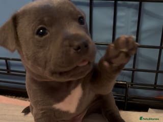 Staffordshire Bull Terrier dogs Staffordshire Bull Terrier puppies - Advert 1