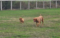 Labrador Retriever dogs for sale: KC Registered Fox Red Labrador Puppies - Image 18