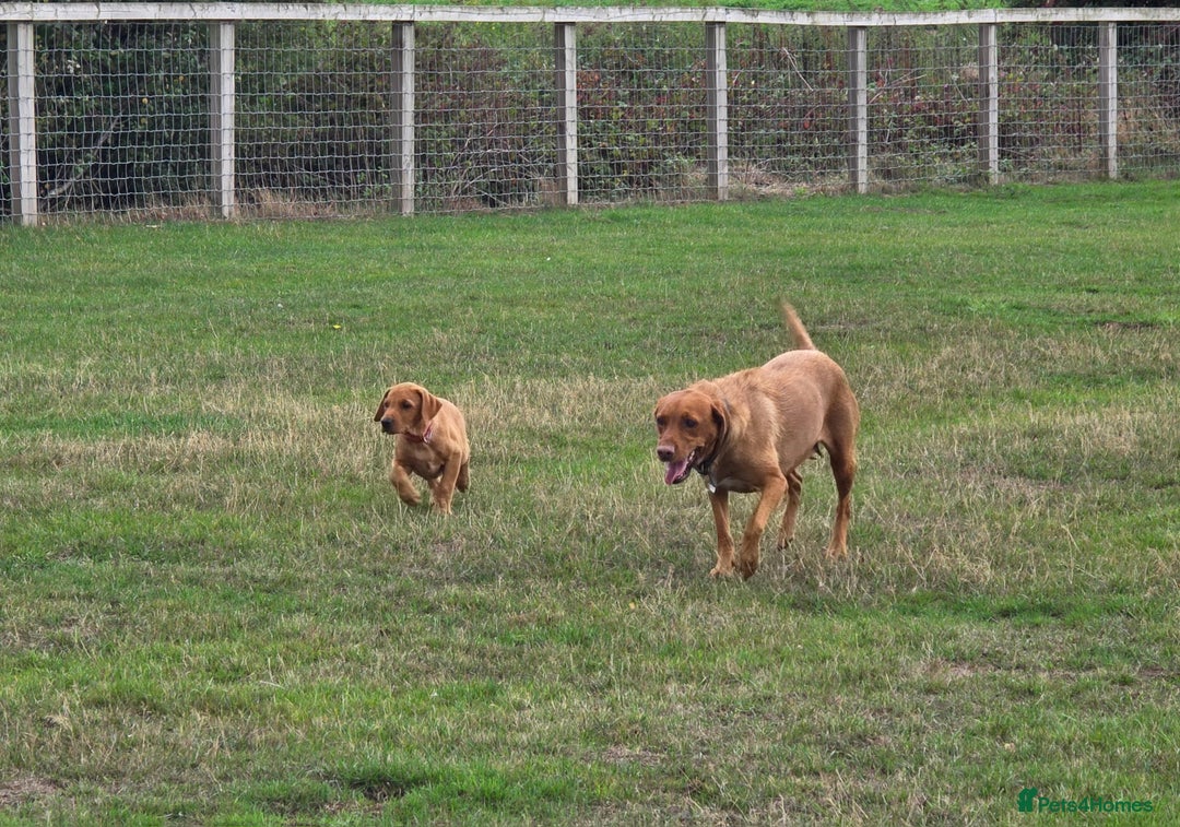 Labrador Retriever dogs for sale: KC Registered Fox Red Labrador Puppies - Image 18