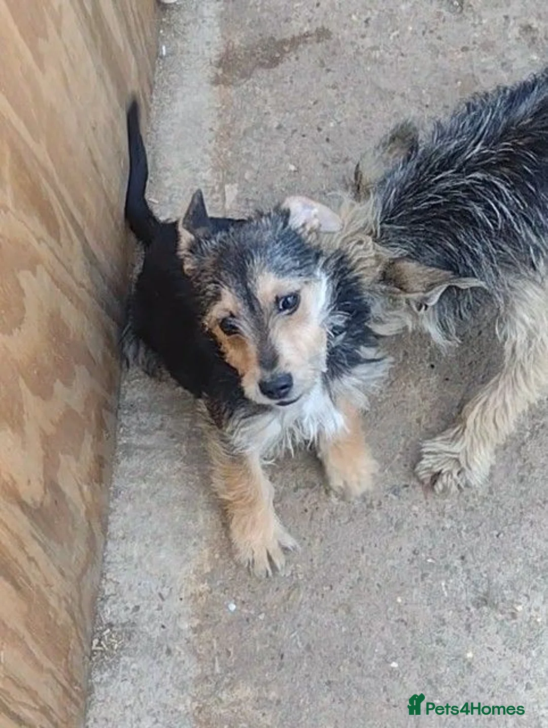 Jack Russell dogs for sale: Jack Russell - Advert 2