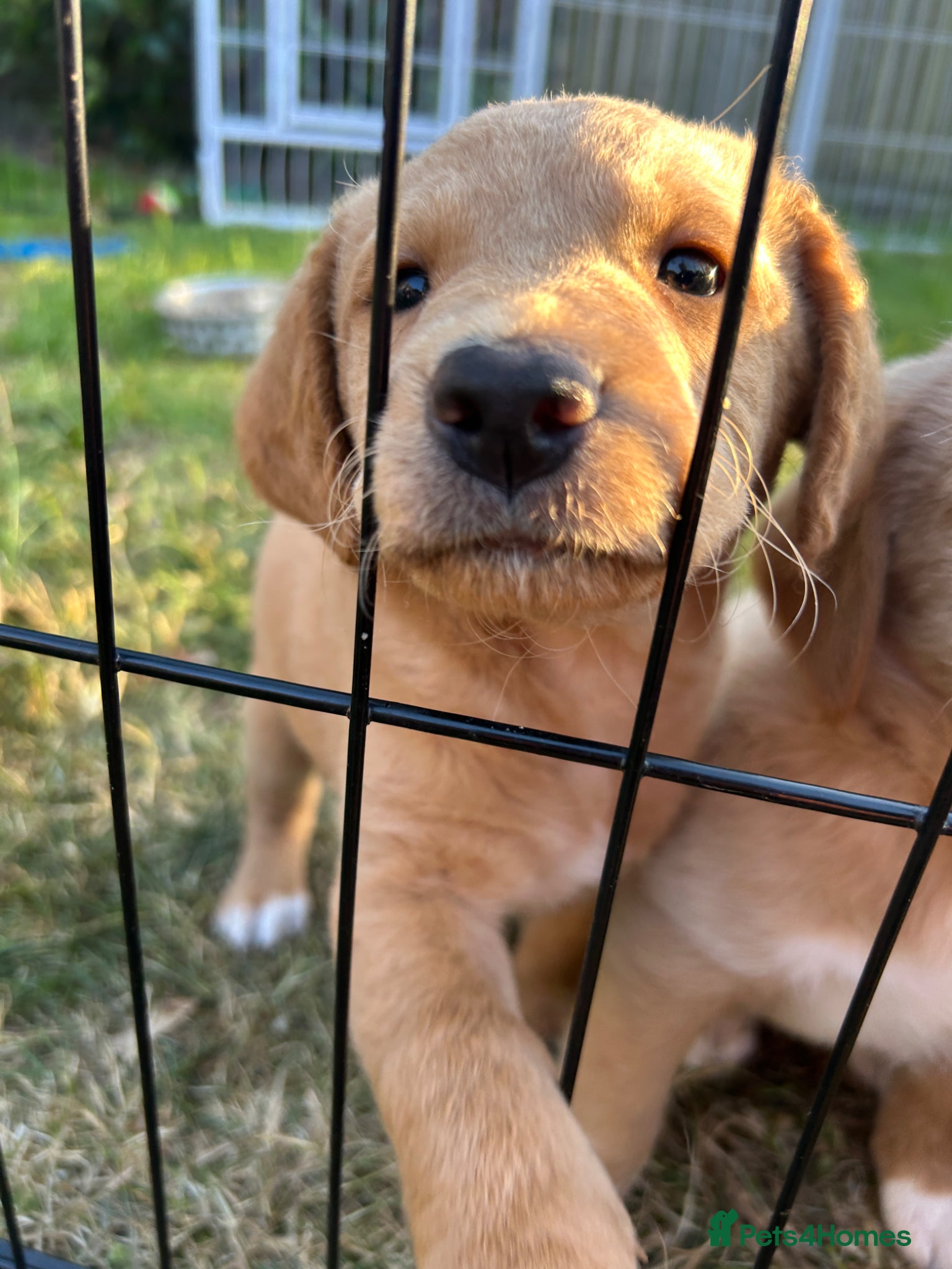 Labradoodle dogs Labradoodle Pup - Male looking for his forever hom - Advert 12