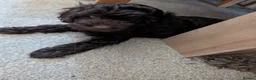 Cockapoo dogs for sale: 1 Stunning Chocolate Cockapoo remaining - Advert 2