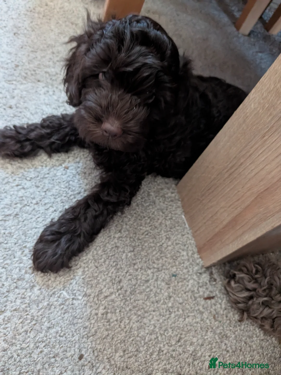 Cockapoo dogs for sale: 1 Stunning Chocolate Cockapoo remaining - Advert 2