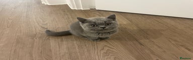 British Shorthair Kitten 3