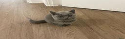 British Shorthair cats for sale:  British shorthair kittens Pedigree registered - Advert 28