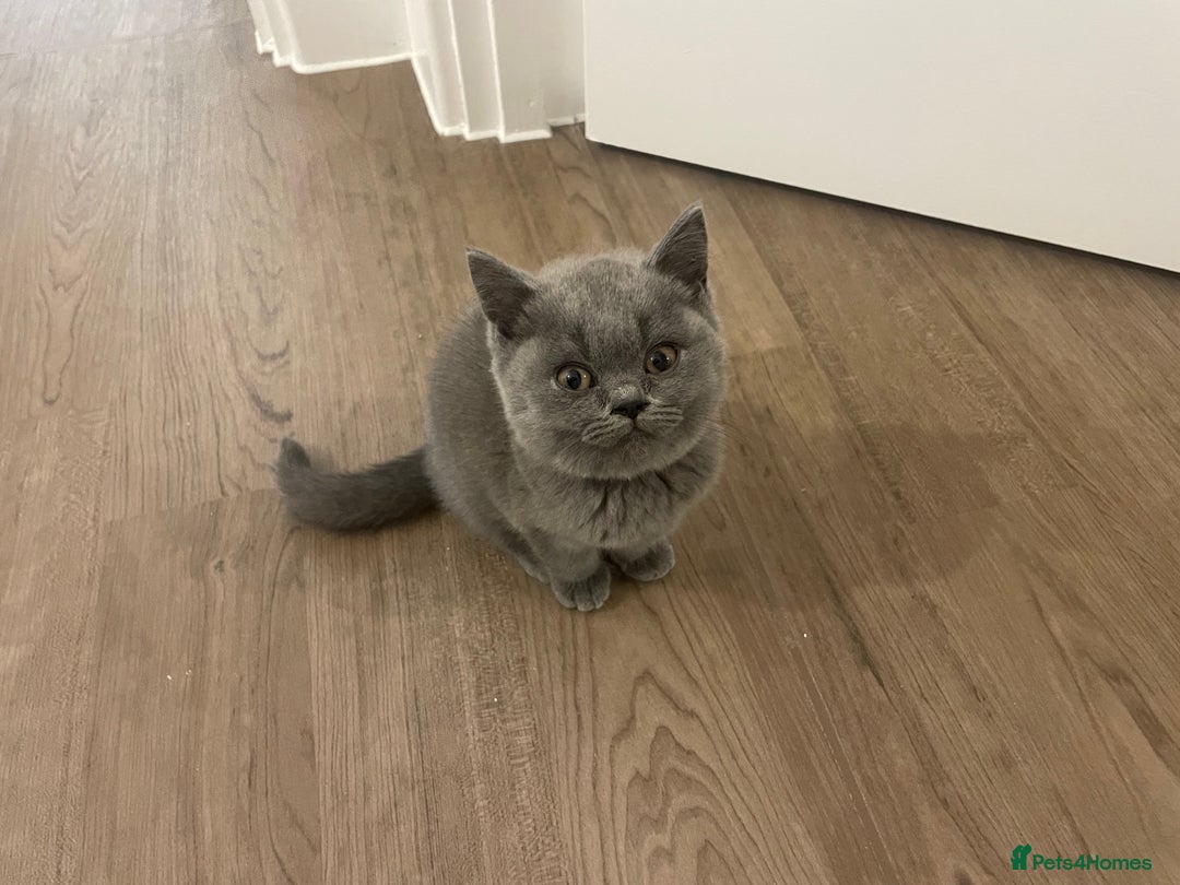 British Shorthair cats for sale:  British shorthair kittens Pedigree registered - Advert 28