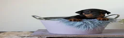 Dobermann dogs for sale: 2 Gorgeous Doberman Pups Looking for Loving Home - Advert 4