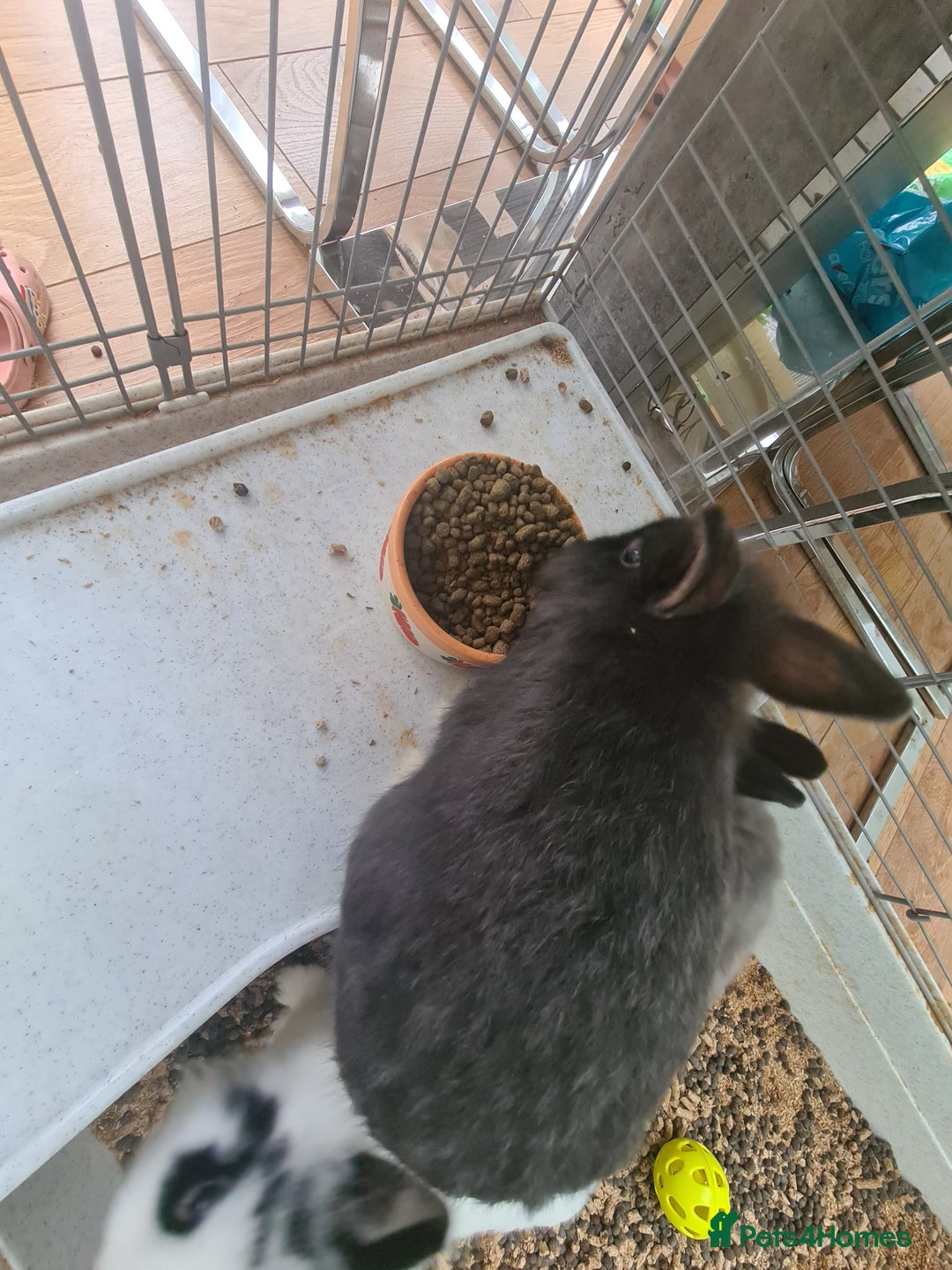 Mini Lop rabbits for sale: Rabbits - Image 5