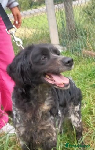 Brittany Spaniel dogs Roma Del Matochar - Advert 2